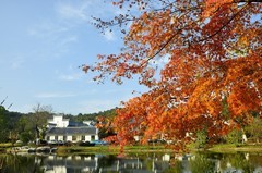 湿地—枫叶红了