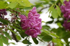 紫色槐树花