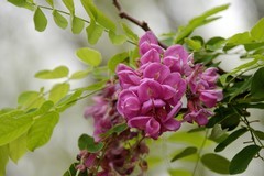紫色槐树花