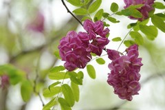 紫色槐树花