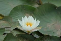 拍摄花卉一（1204）