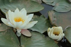 拍摄花卉一（1204）