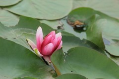 拍摄花卉一（1204）