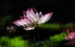 荷花 (55)