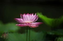 荷花 (55)