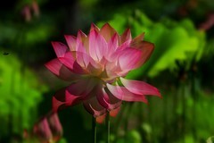 荷花 (55)