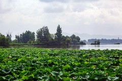 2026年荷花（七）