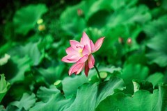 2026年荷花（七）