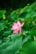 2026年荷花（七）