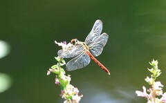蜻蜒