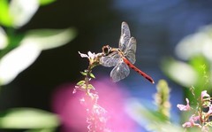蜻蜒