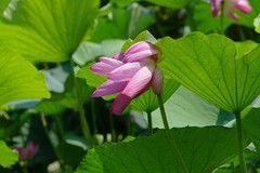 荷 （12）