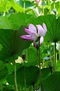 荷 （12）
