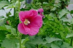 蜀葵花