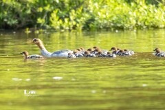 中华秋沙鸭（85）