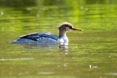 中华秋沙鸭（85）