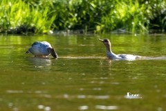 中华秋沙鸭（85）