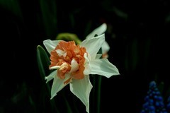 室内花卉（13）