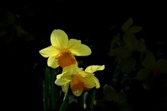 室内花卉（13）