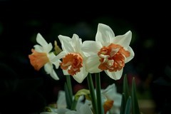 室内花卉（13）