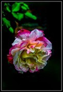 特写      月季花开  t