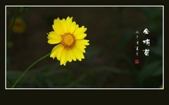 金灿灿的金鸡菊
