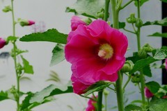 蜀葵花