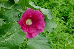 蜀葵花