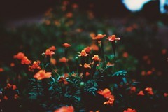 野菊花