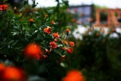野菊花