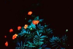 野菊花