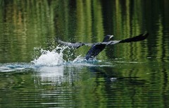 抓拍——明湖水鸟（二）