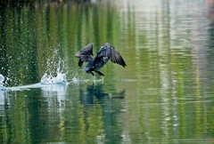 抓拍——明湖水鸟（二）