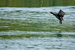抓拍——明湖水鸟（二）