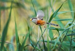 震旦鸦雀（二十七）