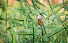 震旦鸦雀（二十七）