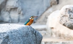 小翠鸟（二十一）