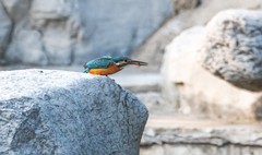 小翠鸟（二十一）