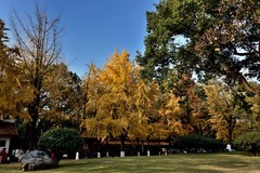 秋日印象【11】