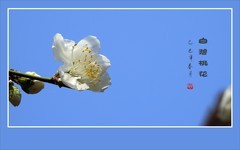 花瓣银白蕊金黄，碧桃花丝细又长