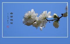 花瓣银白蕊金黄，碧桃花丝细又长