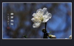 花瓣银白蕊金黄，碧桃花丝细又长