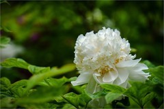 2026年第0360贴 -景山牡丹花纪实（0525）