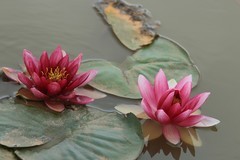 拍摄花卉一（1205）