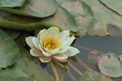 拍摄花卉一（1205）
