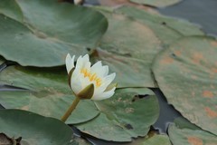 拍摄花卉一（1205）