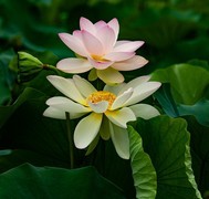 圆明园夏日风情 荷塘荷韵之十九