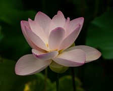 圆明园夏日风情 荷塘荷韵之十九