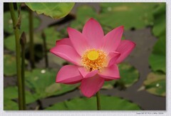 荷花【丙午年-325】