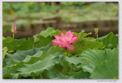 荷花【丙午年-325】